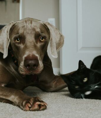 Πώς να κρατήσετε τις γάτες και τους σκύλους σας υγιείς και χαρούμενους