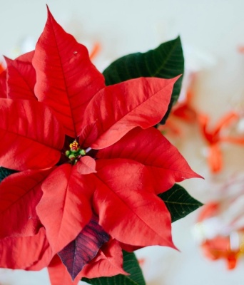 Αλεξανδρινό