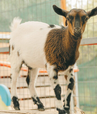 Φάρμα Άμπελος Βοχαϊκού