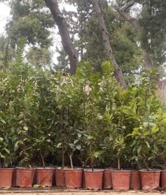 Ο Δήμος Αθηναίων φύτεψε 500 νέα δέντρα στο Άλσος Ιλισίων, ενισχύοντας το πράσινο και τη βιοποικιλότητα - Συνεχίζονται οι δράσεις 