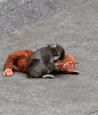 Ο μικρός Παντς, το μαϊμουδάκι που συγκίνησε το διαδίκτυο - Εγκαταλειμμένος από τη μητέρα του, παρηγορήθηκε με ένα λούτρινο παιχνίδι - Η σκληρή πλευρά της φύσης.