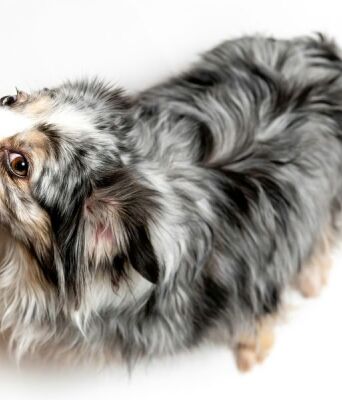 Οι αλλεργίες της άνοιξης επηρεάζουν και τους σκύλους, προκαλώντας φτέρνισμα και φαγούρα - Ειδικοί εξηγούν τα συμπτώματα και τις λύσεις.