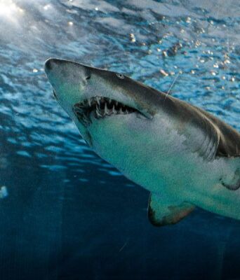 Το εξελικτικό «οικογενειακό δέντρο» των καρχαριών ίσως είναι πολύ πιο περίπλοκο απ’ όσο πιστεύαμε μέχρι σήμερα