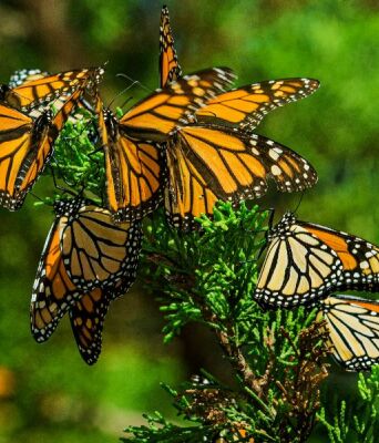 Δραματική μείωση των πεταλούδων στη Βόρεια Αμερική - Τι συμβαίνει