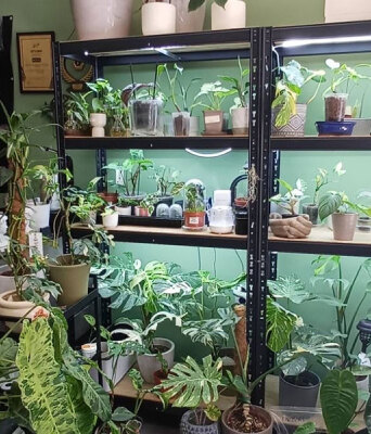 «My tropical plant» στη Θεσσαλονίκη