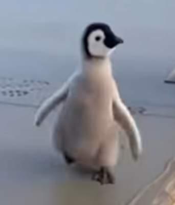 Μικρές πατημασιές ενός γλυκού πιγκουίνου σε φρέσκο μπετόν χάρισαν ένα χαμόγελο στους εργάτες