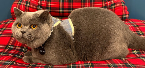 Η σηµασία των τακτικών κτηνιατρικών επισκέψεων για τη γάτα σας