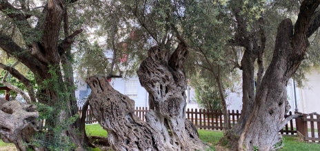 Σε ποιά περιοχή της Αθήνας βρίσκεται η Ελιά του Πεισίστρατου;
