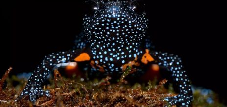 Σπάνιοι βάτραχοι - γαλαξίες στην Ινδία εξαφανίστηκαν μετά την καταστροφή του βιότοπού τους από φωτογράφους που κυνηγούσαν την «τέλεια» λήψη.