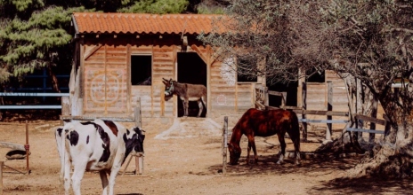 Φάρμα Βρούβα