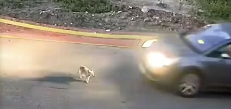 Ταυτοποιήθηκε στη Γαστούνη η οδηγός που φέρεται να παρέσυρε θανάσιμα σκυλάκι - Οι αρχές ερευνούν το περιστατικό και σχηματίζουν δικογραφία.