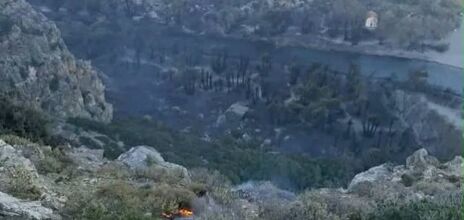 Κάηκε μεγάλο μέρος του εμβληματικού φοινικόδασους της Πρέβελης  - Αποκαρδιωτικές εικόνες