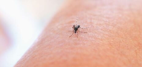 Ιός του Δυτικού Νείλου: Πού καταγράφονται τα περισσότερα κρούσματα - Χάρτης με τις «κόκκινες» περιοχές