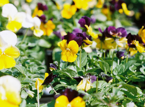 Και όμως υπάρχουν λουλούδια που ανθίζουν στο καταχείμωνο