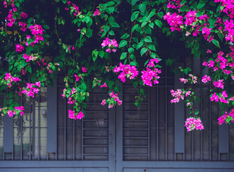 7 tips για να προστατεύσεις τα λουλούδια σου από τον καύσωνα