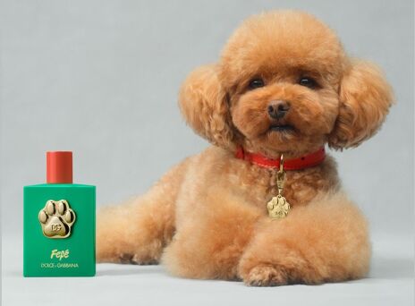 Fefé by Dolce & Gabbana: Το νέο άρωμα για σκύλους κοστίζει $100