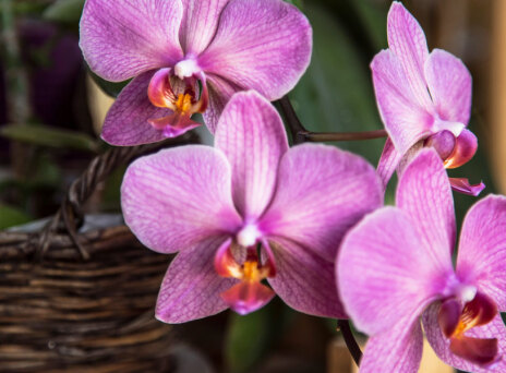 10 Φυτά εσωτερικού χώρου για τον χειμώνα