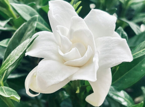 Φυτά του χειμώνα και πως να τα προστατεύσετε από το κρύο