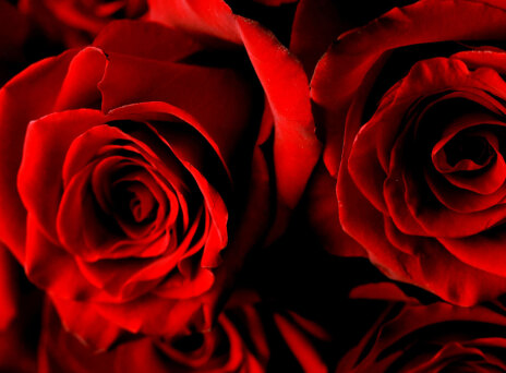 Τα λουλούδια του έρωτα για του Αγίου Βαλεντίνου