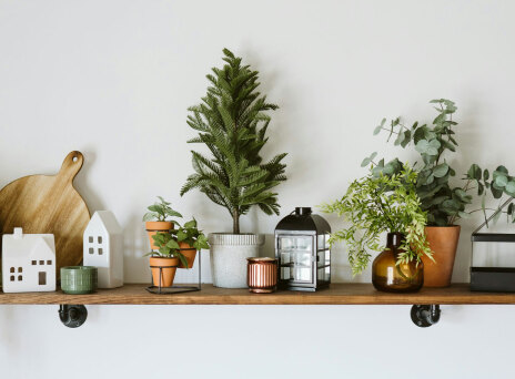 Φυτά μικρού μεγέθους για εσωτερικούς χώρους