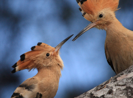 Τσαλαπετεινός
