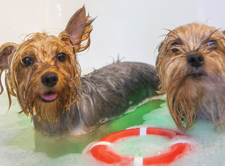 Dogo Loco - Dog Grooming & Spa