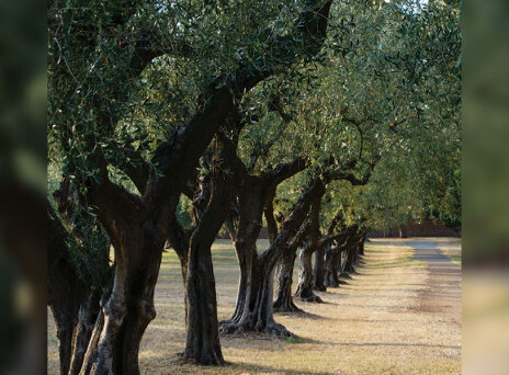 Δέντρα ελιές