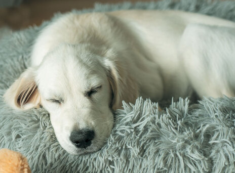 Pet Pet: For the love of pets!