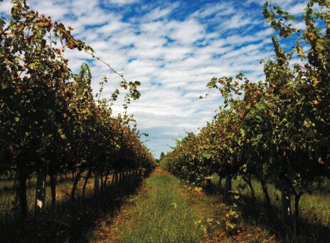 Winery Monsieur Nicolas