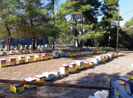 Μέλι Ταΰγετου