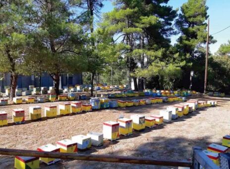 Μέλι Ταϋγέτου