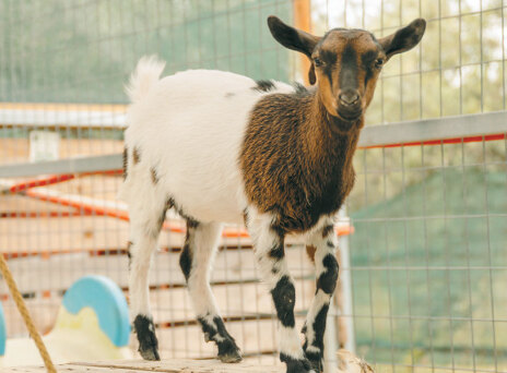 Φάρμα Άμπελος Βοχαϊκού