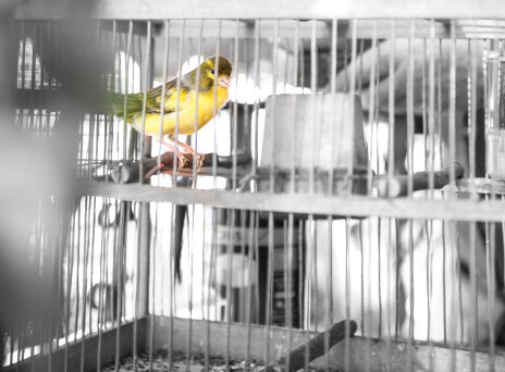 To μπαλκόνι που κελαηδάει