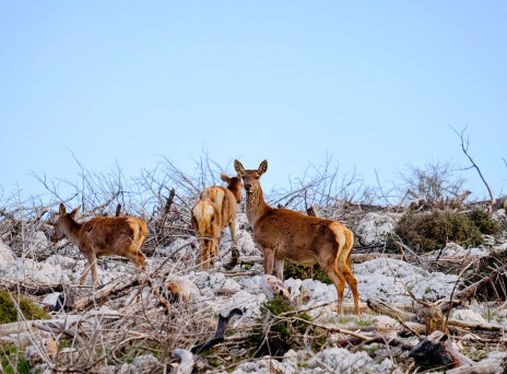 Τα ελάφια της Πάρνηθας