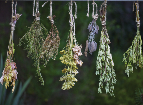 Τα κρητικά φυτά που καταπολεμούν τις ιώσεις