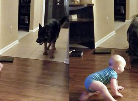 Το μωρό κυνηγά τον σκύλο ή ο σκύλος το μωρό; (video) 