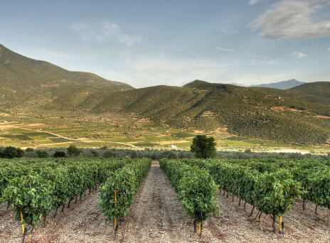 Peplo, το ροζέ κρασί από το Κτήμα Σκούρα