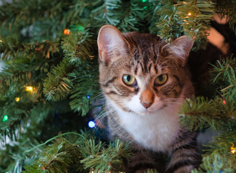 Γάτα σκαρφαλωμένη μέσα σε χριστουγεννιάτικο δέντρο