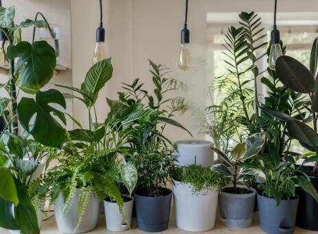 Houseplants