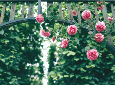 Διακοσμήστε τα κάγκελα των μπαλκονιών σας και τους φράχτες σας με αυτά τα 6 φυτά και λουλούδια