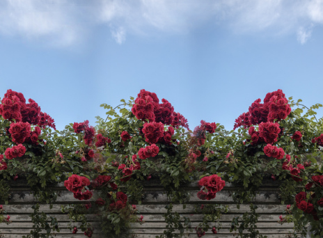 7 υποαλλεργικά λουλούδια για να φυτέψετε στον κήπο σας