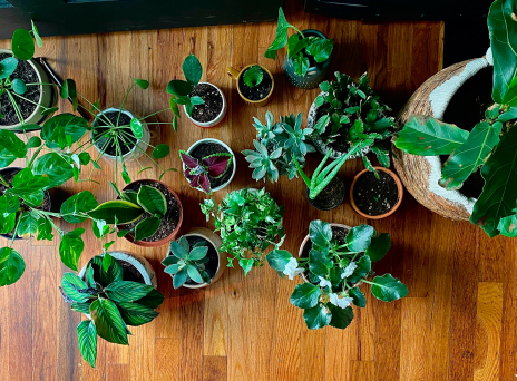 Houseplants