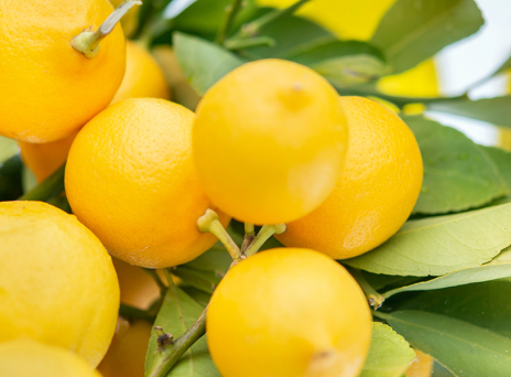 6+1 τρόποι να καθαρίσεις το σπίτι με ένα λεμόνι