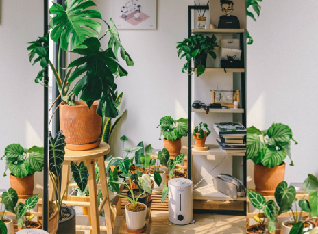 φυτά σε δωμάτιο