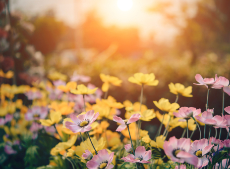 cover flowers garden