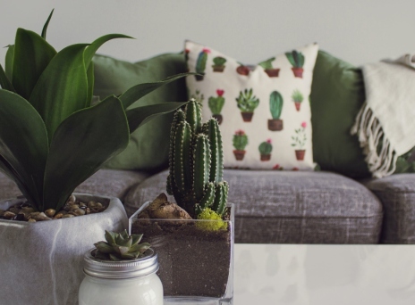 Φυτά εσωτερικού χώρου