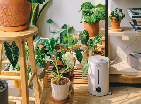 Φυτά εσωτερικού χώρου