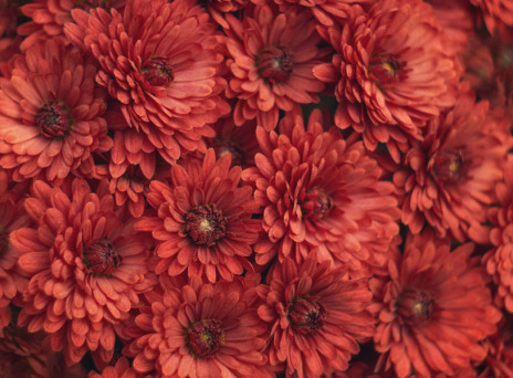 Λουλούδια για τον Άγιο Βαλεντίνο