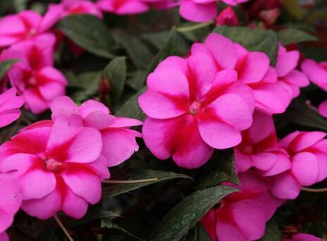 7 λουλούδια που ευδοκιμούν σε σκιερά μπαλκόνια