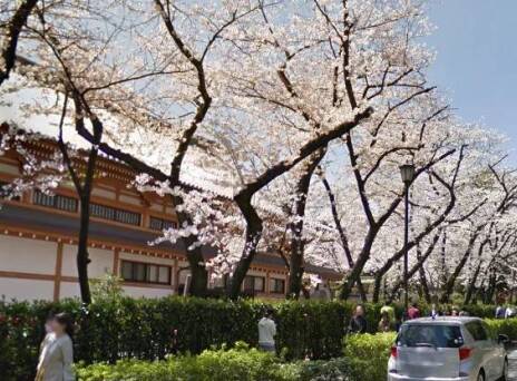 Ανθισμένες κερασιές στο Τόκιο © Google Street View